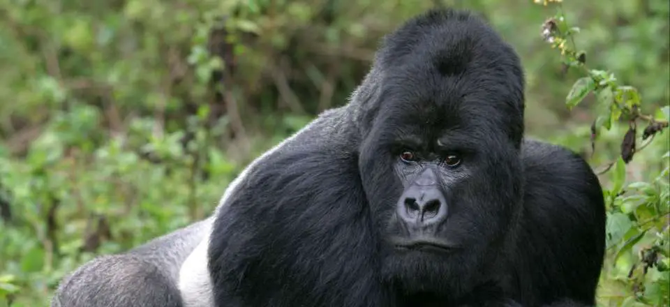 Gorille_Rwanda